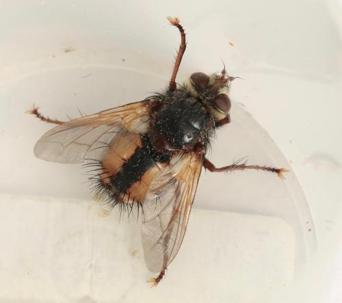 Tachina fera